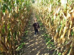 Corn Maze