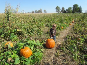 Pumpkin Patch