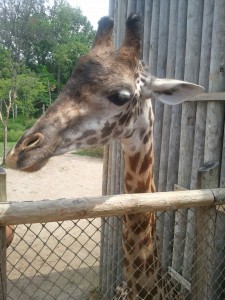 giraffe