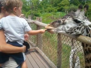 giraffe at the zoo