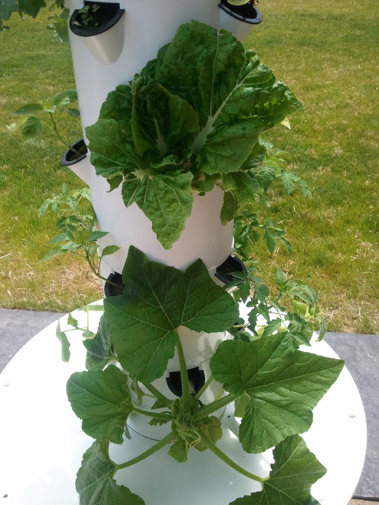 My cabbage is on top and look at my summer squash plant! WOW!