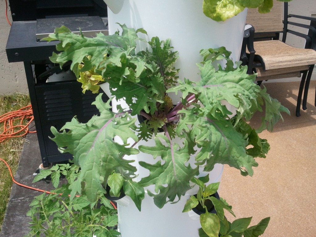 This type of Kale is a great starter Kale if you aren't use to the flavor of the stronger Kale plants. Great to add to smoothies or salad!