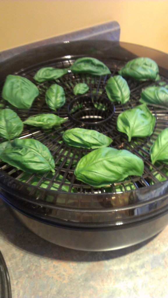 dehydrating basil