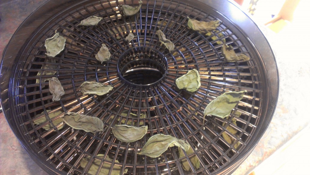 dehydrating basil