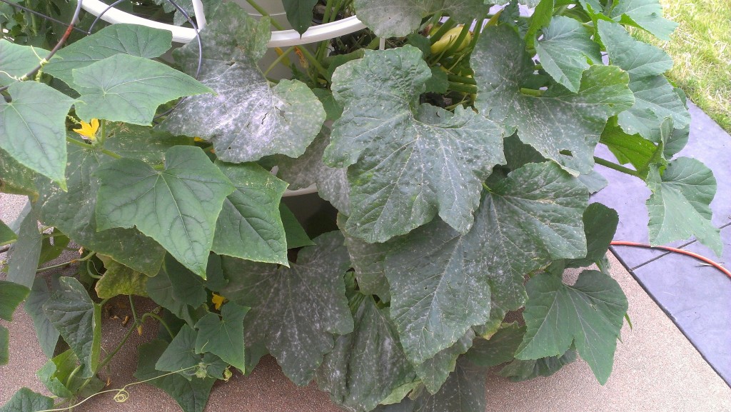 Powdery Mildew