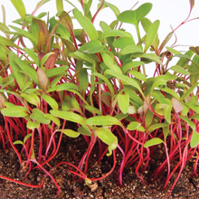 Swiss Chard Microgreens