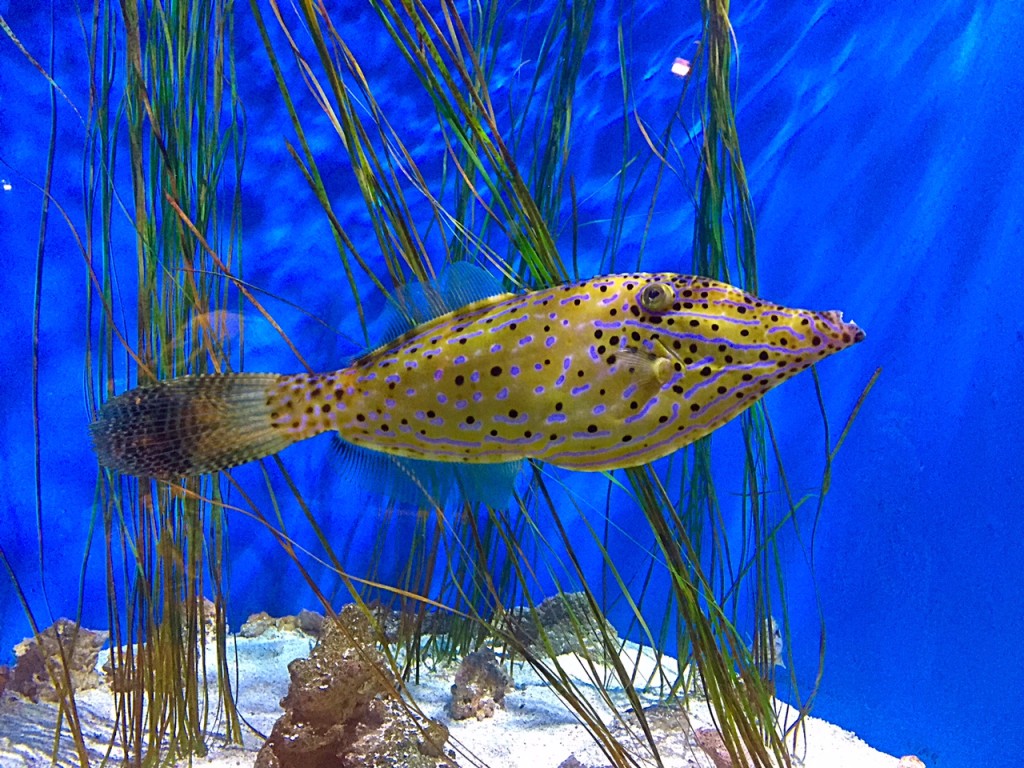 Newport Aquarium 