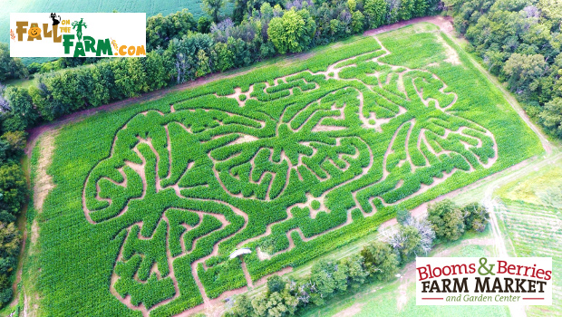 Corn Maze 