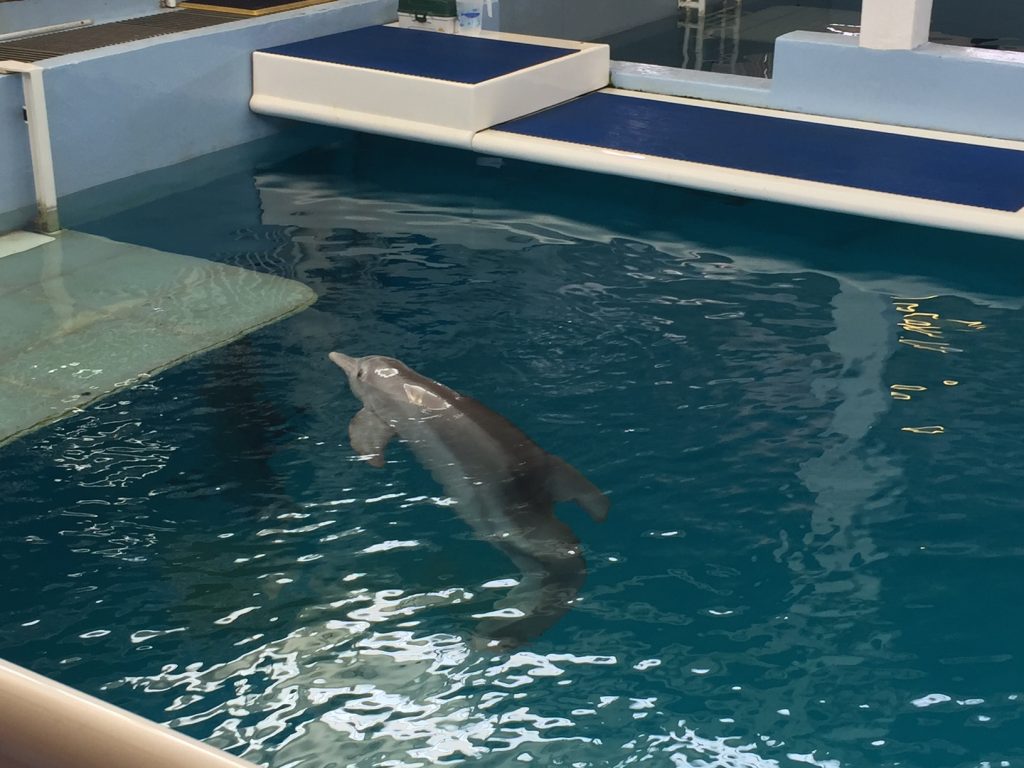 Clearwater Aquarium 