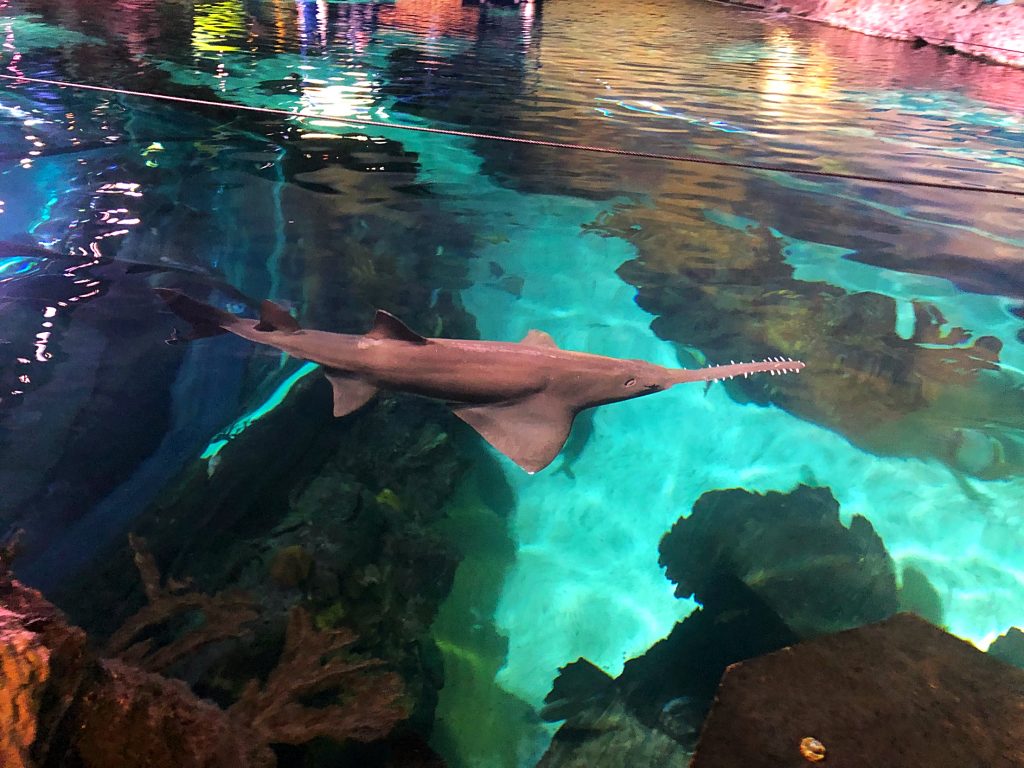 Ripley's Aquarium of the Smokies