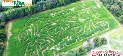 Corn Maze